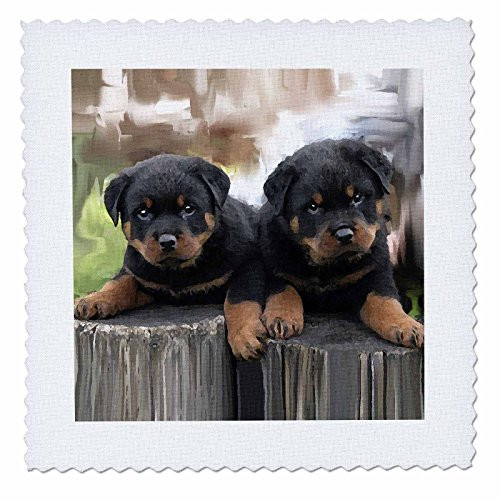 3dRose qs_4376_5 Rottweiler-Quilt Square, 14 by 14-Inch