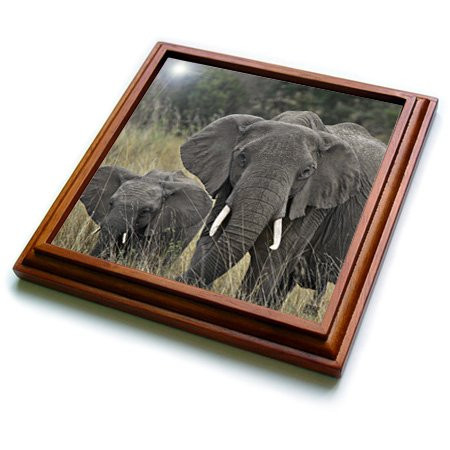 3dRose trv_9896_1 African Elephant, Loxodonta Africana, Masai Mara National Park Kenya Africa 2 Trivet with Ceramic Tile, 8 by 8", Brown