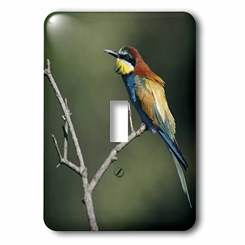 3dRose LLC lsp_84502_1 BeeEater Bird Scrivia River Italy Na02 Rnu0570 Rolf Nussbaumer Single Toggle Switch