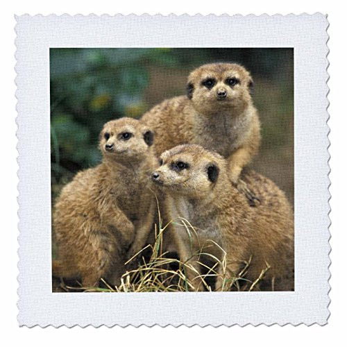 3dRose qs_83592_5 A Frica. Southwest African Meerkat Wildlife NA02 AJE0279 Adam Jones Quilt Square, 14 by 14-Inch