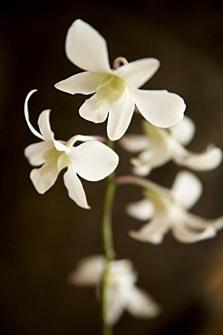 Posterazzi DPI1974823 Hawaii Kauai White Orchid. Poster Print, 11 x 17 Posterazzi DPI1974823 Hawaii Kauai White Orchid. Poster Print, 11 x 17
