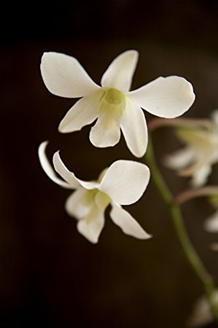 Posterazzi DPI1974824 Hawaii Kauai White Orchid. Poster Print, 11 x 17 Posterazzi DPI1974824 Hawaii Kauai White Orchid. Poster Print, 11 x 17