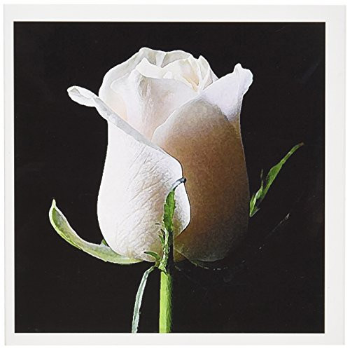 3dRose White Rose - Greeting Cards, 6 x 6 inches, set of 12 (gc_4202_2) 3dRose White Rose - Greeting Cards, 6 x 6 inches, set of 12 (gc_4202_2)
