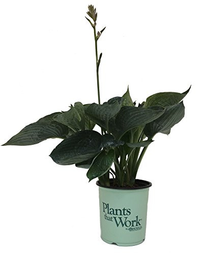 Plants That Work Abiqua Drinking Gourd Hosta - Hosta Abiqua Drinking Gourd - 19cm