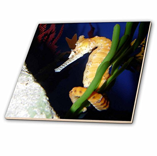 3dRose LLC Sea Me Horse Around 4-Inch Ceramic Tile