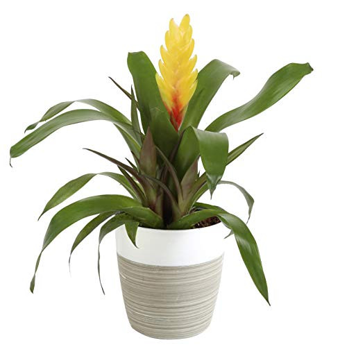 Costa Farms Flowering Bromeliad Indoor Plant Color-Grower's Choice, 12-Inches Tall
