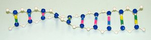 SEOH DNA Model Student for Genetics and Biology