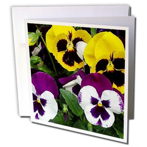 3dRose Pansie - Greeting Cards, 6 x 6 inches, set of 12 (gc_3142_2)