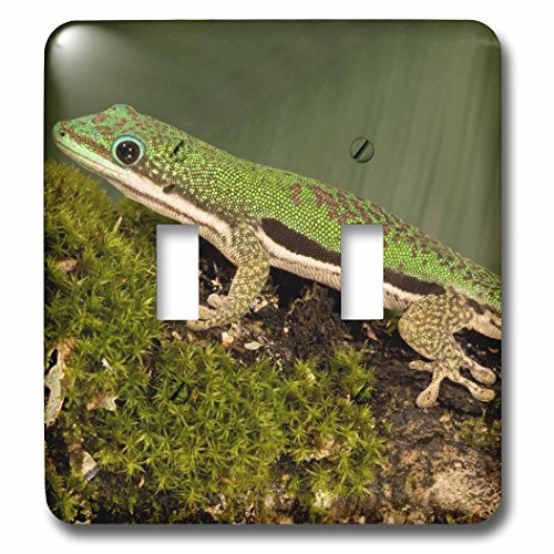 3dRose lsp_94201_2 Lined Day Gecko Lizard Double Toggle Switch, Multicolor