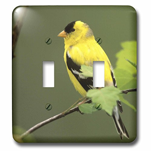 3dRose lsp_83540_2 Male American Goldfinch Bird Na02 Aje0203 Adam Jones Double Toggle Switch