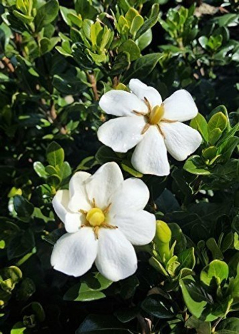 Southern Living Plant Collection 2102Q 2.5 Qt - Scentamazing Gardenia, Evergreen Shrub, Fragrant White Blooms, Quart