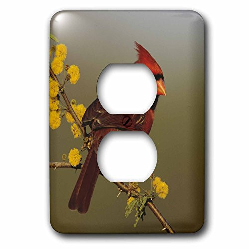 3dRose LLC lsp_84562_6 Northern Cardinal Bird, Lake Corpus Christi Texas Na02 Rnu0701 Rolf Nussbaumer 2 Plug Outlet Cover