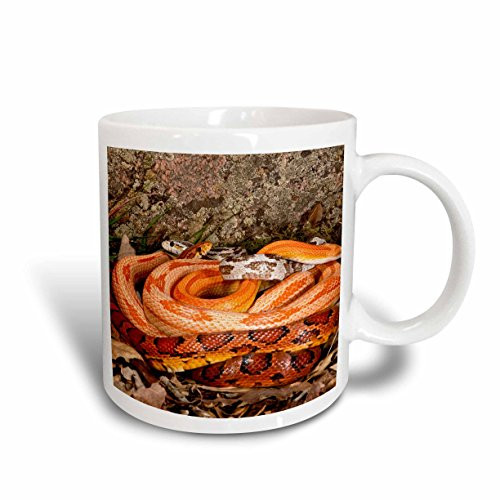 3dRose Multi Color Phase Corn Snakes NA02 DNO0755 David Northcott Ceramic Mug, 11-Ounce