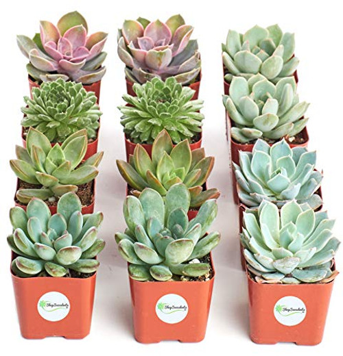 Shop Succulents | Radiant Rosette Collection of Live Succulent Plants, Hand Selected Variety Pack of Mini Succulents | Collection of 12