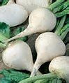 Beet White Albino Great Heirloom Vegetable Seeds by Seed Kingdom Bulk 1/4 Lb Seeds