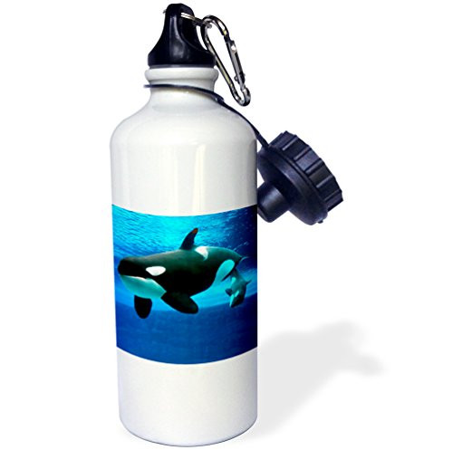 3dRose wb_5728_1 Killer Whales Sports Water Bottle, 21 oz, White
