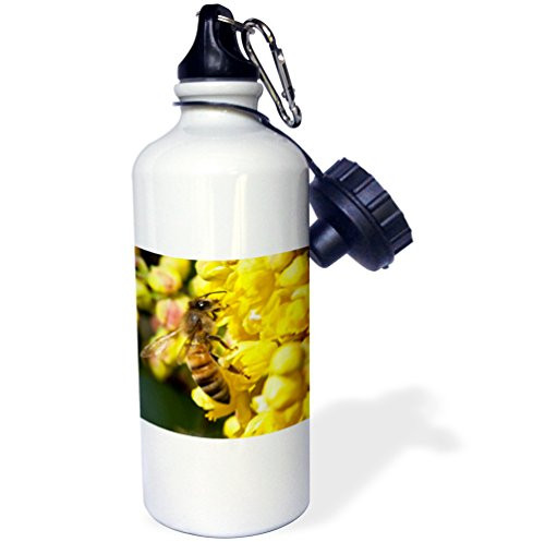 3dRose wb_93933_1"Honey bee on Oregon Grape, Keizer, Oregon US38 RBR0079 Rick A. Brown" Sports Water Bottle, 21 oz, White