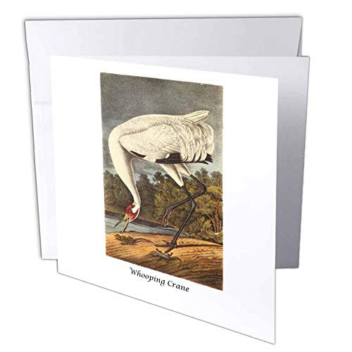 3dRose Whooping Crane By John James Audubon Greeting Cards, 6" x 6", Set of 12 (gc_114100_2)