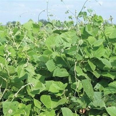 Lab Lab Seed 5lb Bags