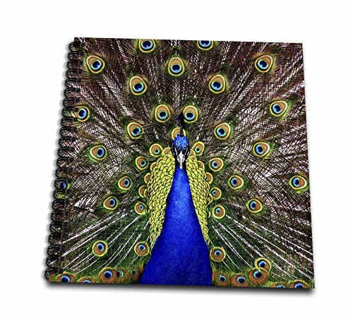 3dRose 3D Rose Peacock. Blue and Yellow - Drawing Book, 8 by 8-inch (db_216281_1), 8" x 8"