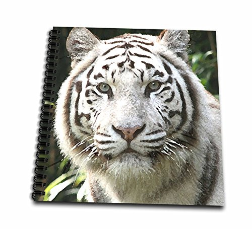 3dRose db_4845_1 White Tiger Drawing Book, 8 by 8-Inch