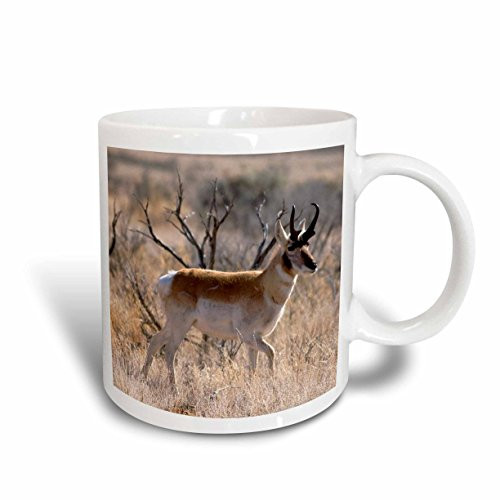 3dRose mug_83717_2 Antelope NA02 DFR0030 David R. Frazier Ceramic Mug, 15-Ounce