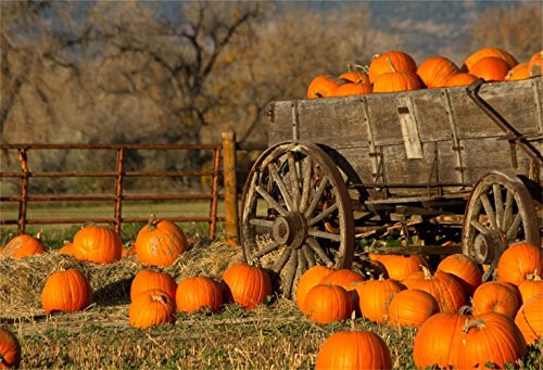 Laeacco Harvest Festival Backdrop 10x6.5ft Vinyl Photography Background Dusk Harvest Pumpkins Trolley Haystack Backdrop Farm Country Villge Thanksgiving Rural Pumpkins Backdrop Pumpkin Patch Wood Cart Laeacco Harvest Festival Backdrop 10x6.5ft Vinyl Photography Background Dusk Harvest Pumpkins Trolley Haystack Backdrop Farm Country Villge Thanksgiving Rural Pumpkins Backdrop Pumpkin Patch Wood Cart