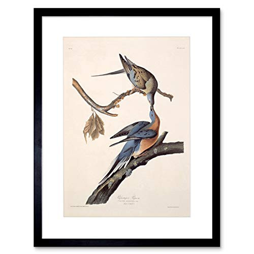Audubon American Passenger Pigeon Framed Art Print Mount B12X5252