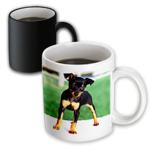 3dRose mug_592_3 Pinscher Puppy Magic Transforming Mug, 11-Ounce