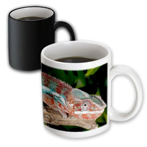 3dRose 84033_3 Rainbow Panther Chameleon, Lizard-NA02 DNO0692-David Northcott Magic Transforming Mug, 11 oz, Black/White
