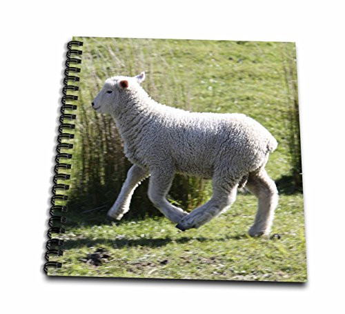 3dRose db_22806_2 Skipping Sheep Golden Bay New Zealand-Memory Book, 12 by 12-Inch 3dRose db_22806_2 Skipping Sheep Golden Bay New Zealand-Memory Book, 12 by 12-Inch