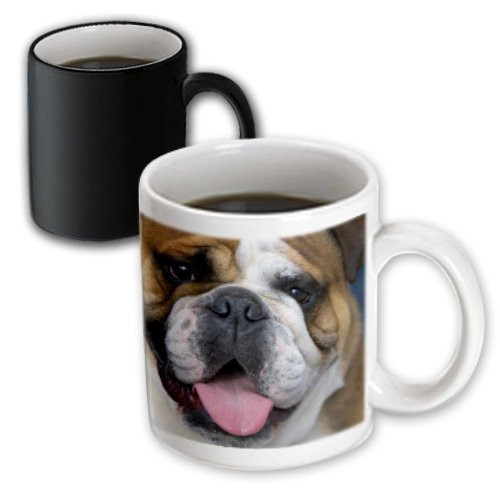 3dRose mug_71531_3"An English Bulldog in Belgium-EU04 DFR0027 - David R. Frazier" Magic Transforming Mug, 11 oz, Multicolor 3dRose mug_71531_3"An English Bulldog in Belgium-EU04 DFR0027 - David R. Frazier" Magic Transforming Mug, 11 oz, Multicolor