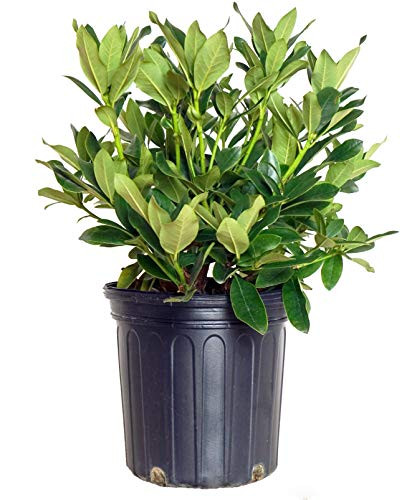 Rhododendron cat. 'Cunningham's White' (Rhododendron) Evergreen, white flowers, #2 - Size Container