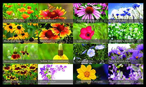 Nature's Seed Northeast Wildflower Blend, 2000 sq. ft.