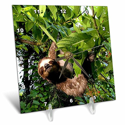 3dRose dc_86913_1 Panama, Panama City, Three-Toed Sloth Wildlife SA15 CZI0561 Christian Ziegler Desk Clock, 6 by 6"