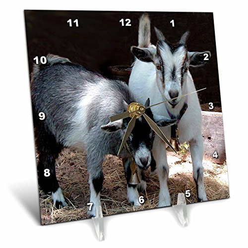 3dRose LLC Pygmy Goat 6 by 6-Inch Desk Clock 3dRose LLC Pygmy Goat 6 by 6-Inch Desk Clock
