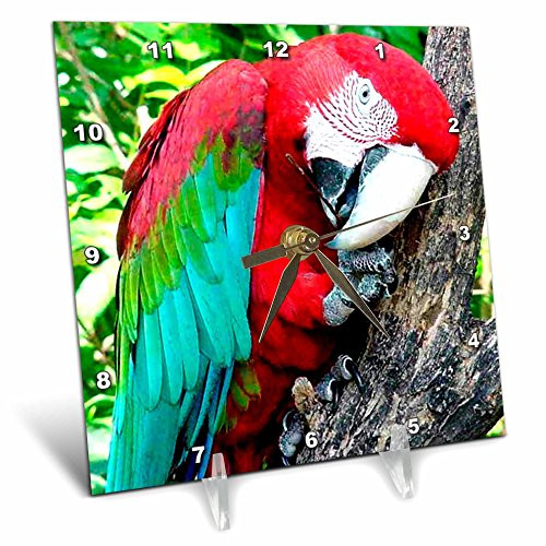3dRose LLC Greenwing Macaw 6 by 6-Inch Desk Clock