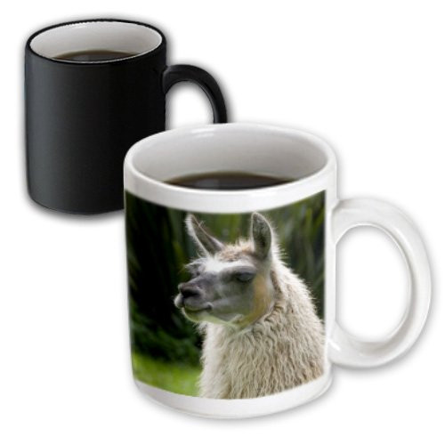 3dRose 86091_3 Ecuador, Otavalo, Hacienda Cusin, Llama Cindy Miller Hopkins Magic Transforming Mug 11 oz Black/White 3dRose 86091_3 Ecuador, Otavalo, Hacienda Cusin, Llama Cindy Miller Hopkins Magic Transforming Mug 11 oz Black/White