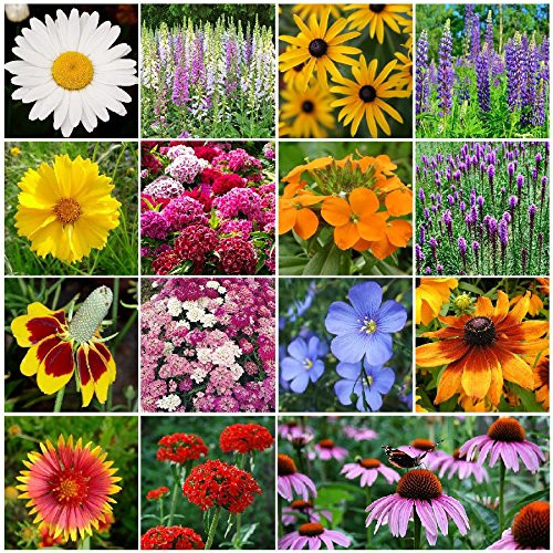 All Perennial Wildflower Seed Mix - 1 Pound, Mixed