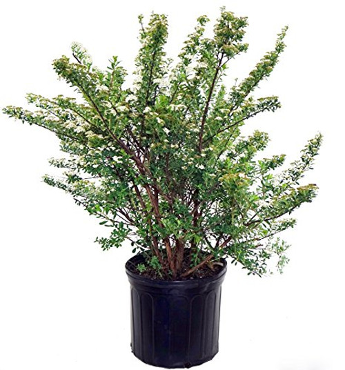 Spiraea nipponica 'Snowmound' (Spirea) Shrub, #3 - Size Container