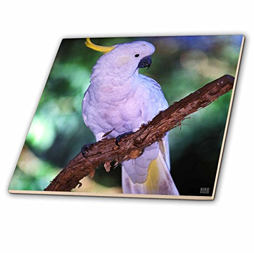 3dRose ct_37627_4 Sulphur-Crested Cockatoo, Cacatua Galerita, Rainforest. Queensland, Australia-Ceramic Tile, 12-Inch