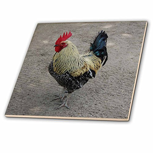3dRose ct_4328_4 Rooster Ceramic Tile, 12-Inch