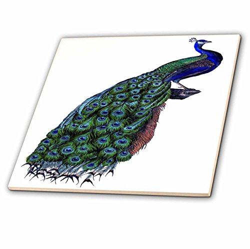 3dRose ct_35012_4 Blue Green and Coral Peacock-Ceramic Tile, 12-Inch