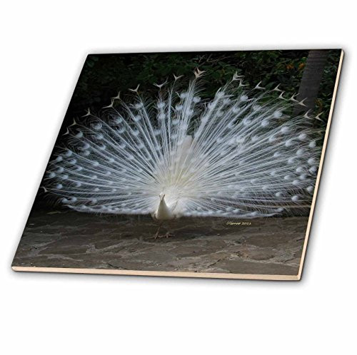 3dRose ct_21078_4 Albino Male Peacock Ceramic Tile, 12-Inch
