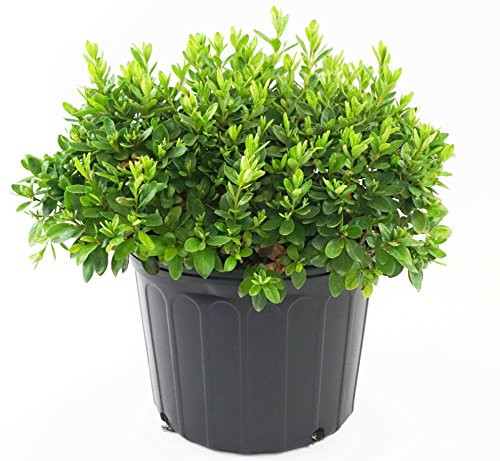Azalea 'Girard's Pleasant White' (Azalea) Shrub, white flowers, #3 - Size Container Azalea 'Girard's Pleasant White' (Azalea) Shrub, white flowers, #3 - Size Container