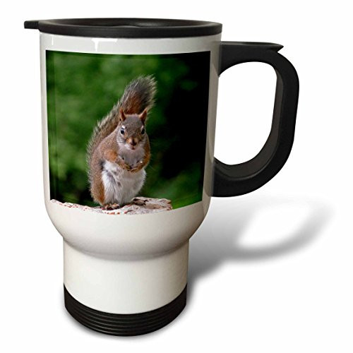 3dRose Red Squirrel with Attitude Stainless Steel Travel Mug, 14-Ounce