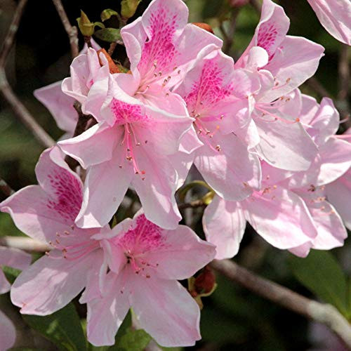 Cottage Hill Azalea 'George L. Tabor' - 2 Piece Live Plant Pink-White Blooms