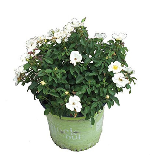 Premier Plant Solutions 18648 Rose Knock Out 'White Out' Flowering Shrub 3 Gallon
