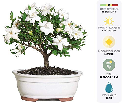 Brussel's Bonsai Live Gardenia Outdoor Bonsai Tree-4 Years Old 6" to 8" Tall with Decorative Container-Not Sold in Arizona, Medium