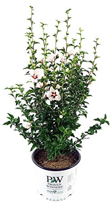 Proven Winners - Hibiscus syriacus Lil' Kim (Rose of Sharon) Shrub, white flowers w/red eye, #3 - Size Container
